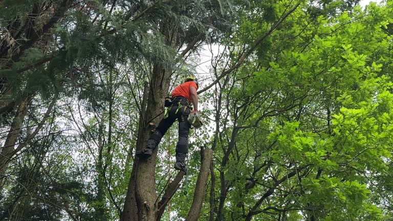 How Our Tree Care Process Works  in  Pullman, WA